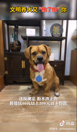文明养犬又双叒叕“拍了拍”你