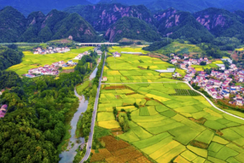 宜昌2020年第一季度g_湖北宜昌菊花图片大全