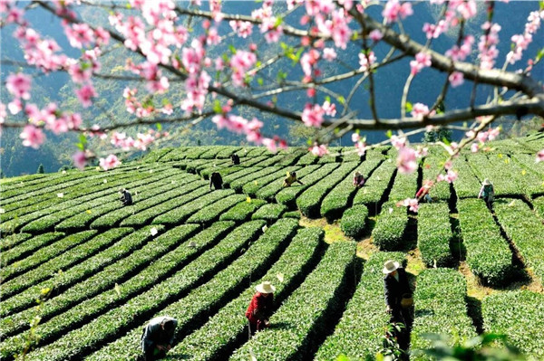 秭归县人口_湖北宜昌最独特的一个县,紧挨三峡大坝,号称“中国脐橙之乡”