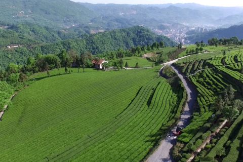 “五峰绿茶”入选国家典型案例