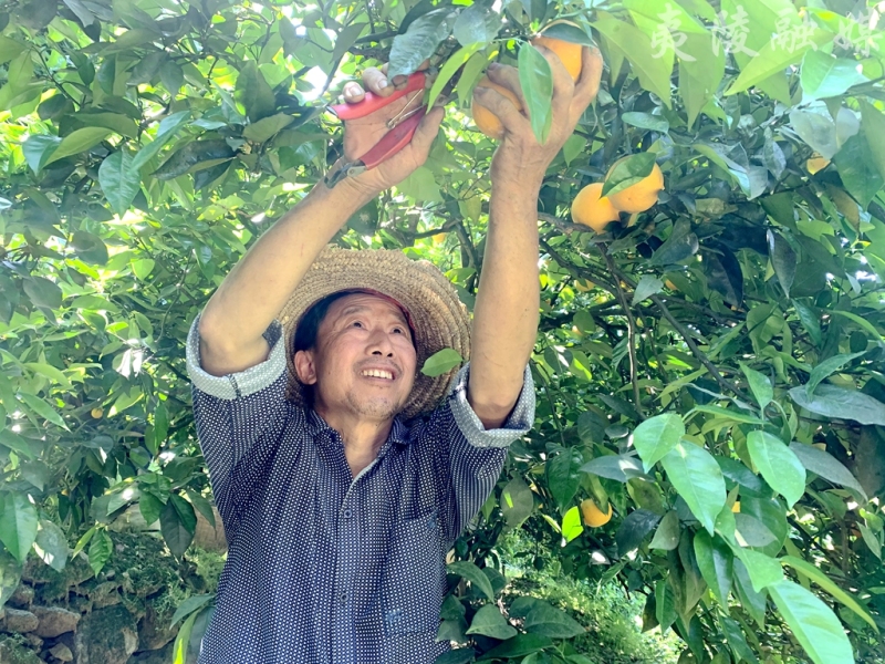 太平溪橙意满满夏橙采摘正当时