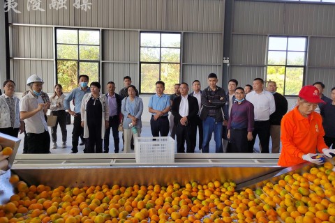 市农业农村局组织专家团队来夷观摩柑橘产业链（集群）项目建设