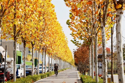 街頭樹葉換“金裝”