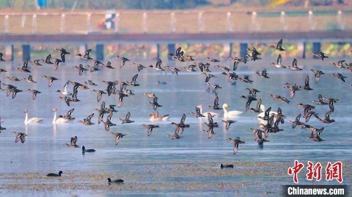 成群水鳥現(xiàn)身季家湖濕地公園。方梓軒 攝