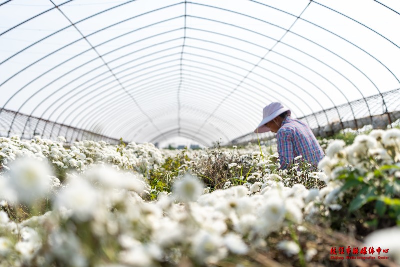 ZG300是什么快来打卡！曹家河村300亩菊花盛开啦-上海聚慕医疗器械有限公司