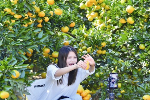 直播帶貨 助力柑橘銷售