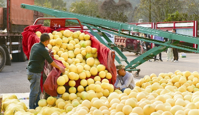 泉水村1500畝“泉水蜜柚”喜獲豐收