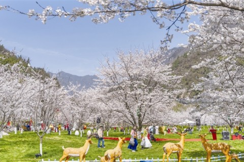 朝天吼景区樱花节吸引游客赏花打卡