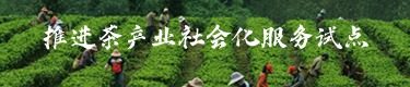 推進茶產業(yè)社會化服務試點