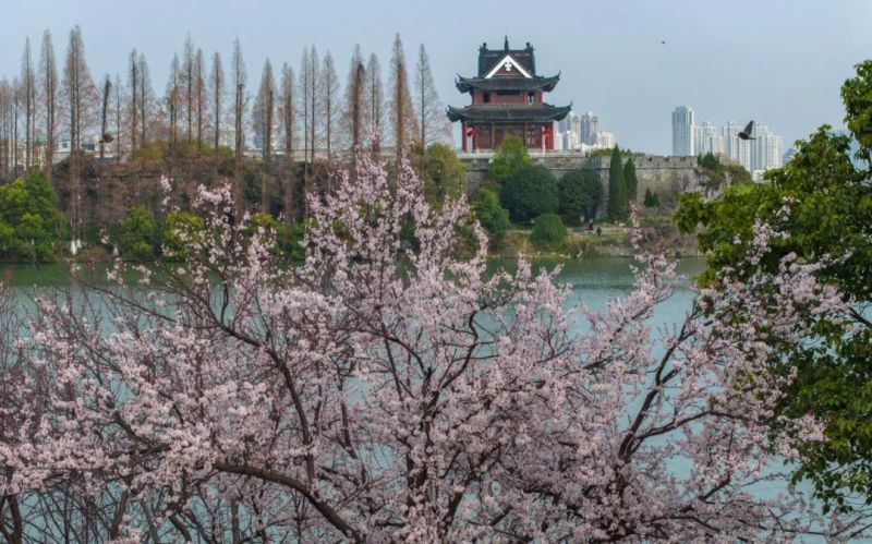 3月13日，襄阳古城护城河畔紫叶李盛开。全媒体首席记者杨东 (1).jpg