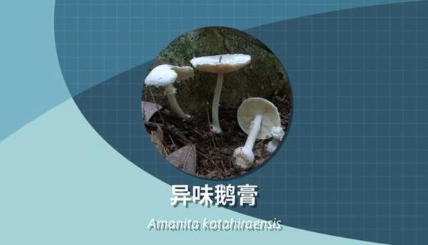 别采，别买，别吃！