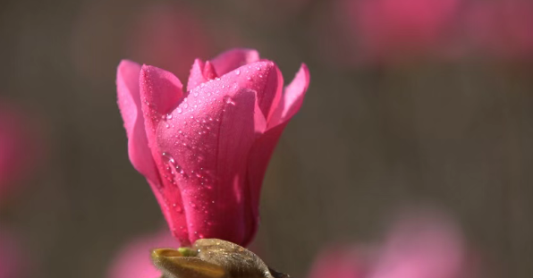 @五峰人，进来赏花！这里美得不像“画”