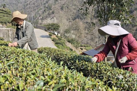 荆楚网：五峰首批春茶“抢鲜”开采，科技赋能让茶农尝到“头春甜头”