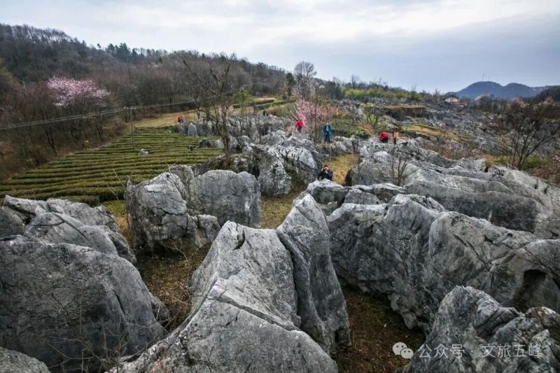仁和坪林家坪村  拍摄 陈丹坪.jpg