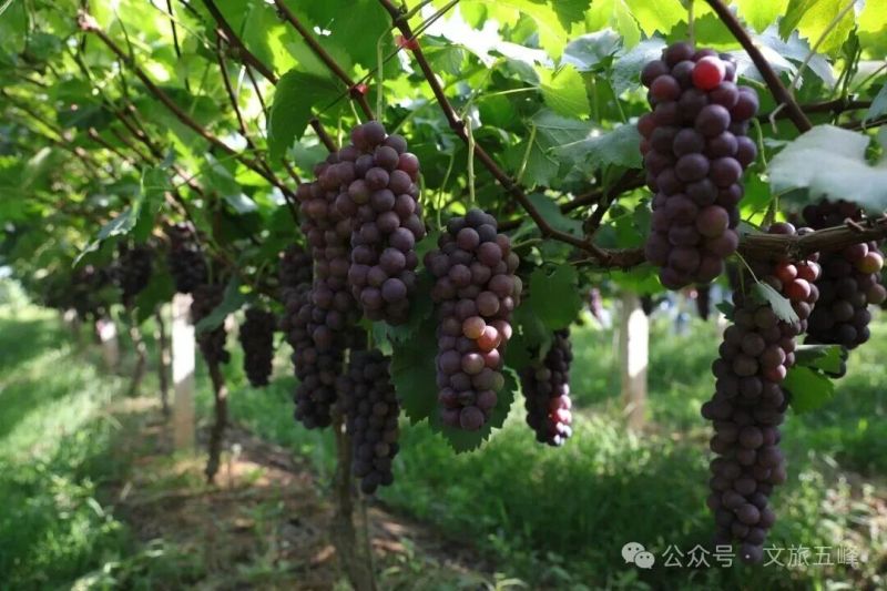 船 郑兵 (2).JPG