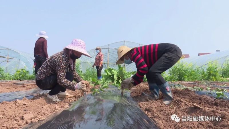 为了守好市民菜篮子 确保蔬菜不断档 在当阳市坝陵办事处苏河村