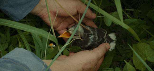 3.gif
