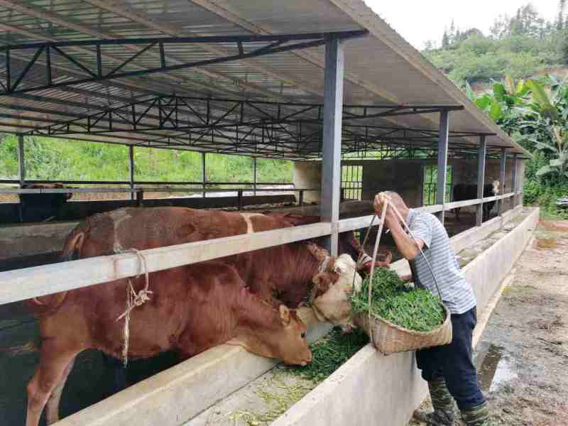 云南临沧花甲老人养牛 日子越过越"牛 三峡宜昌网