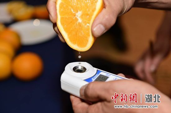 检测枝江脐橙的甜度 刘康 摄