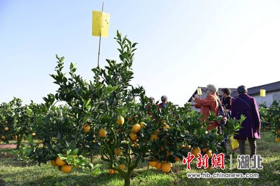 游客在脐橙园体验采摘乐趣 刘康 摄