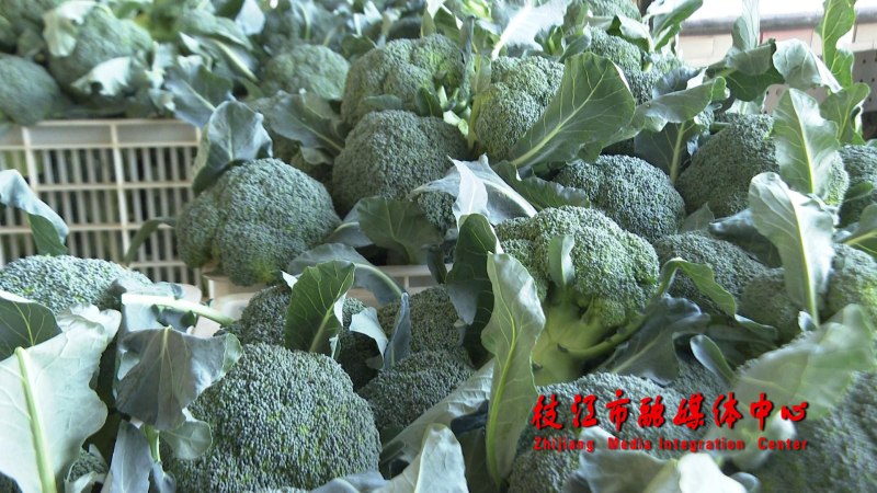 销售火爆！七星台镇2021蔬菜总产值预计达9.5亿元！