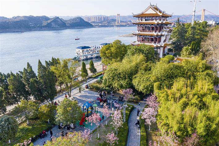 牛年春来早 市民乐赏花 - 三峡宜昌网