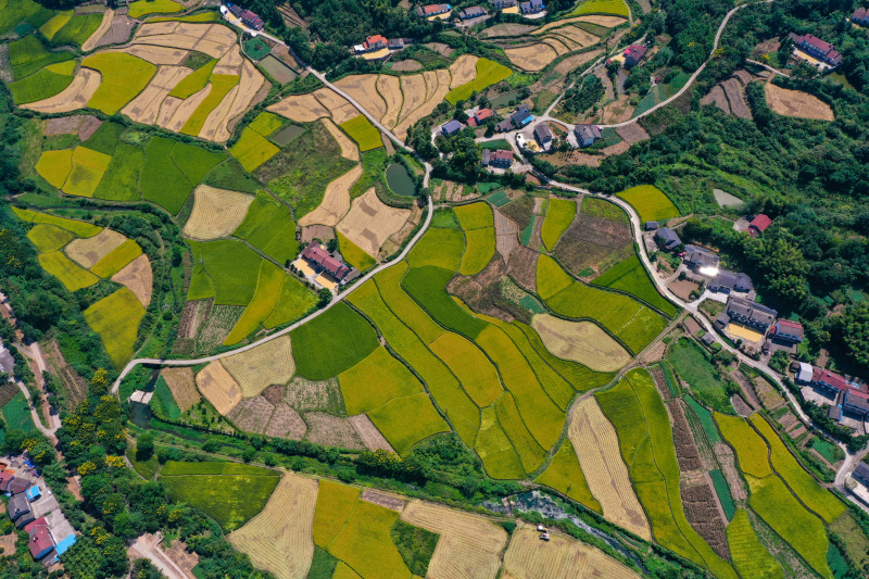 9月8日,在宜都市松木坪镇江家湾村柳林河优质中稻基地,收割机在田地里
