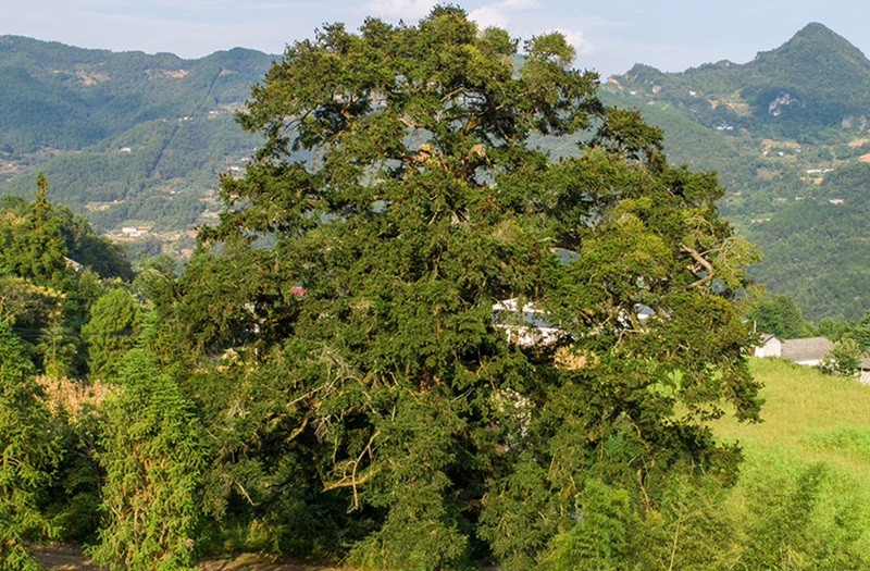 铁坚油杉 - 三峡宜昌网