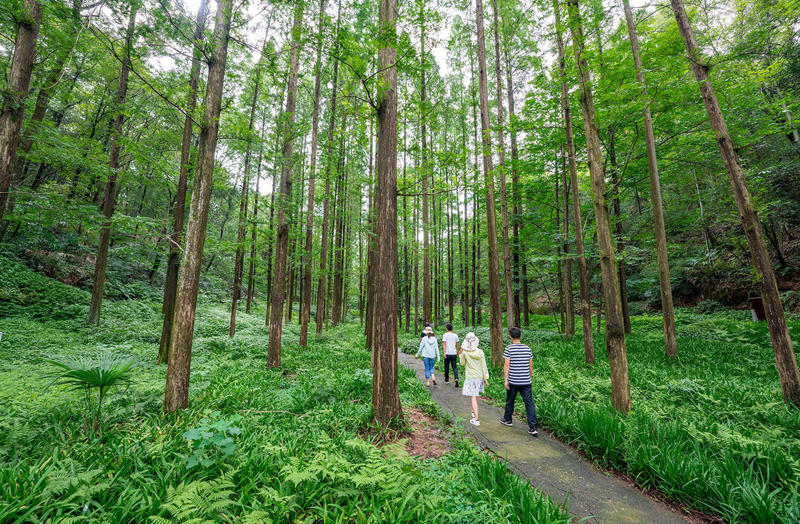 位于夷陵区土门金银岗的三峡植物园早在1972年就引进栽植了大