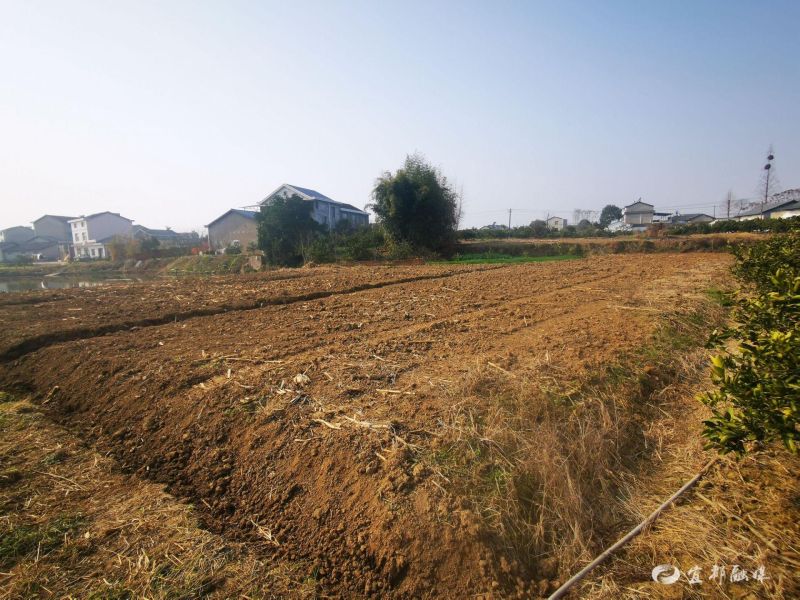 新春走基层太保湖村20余亩撂荒地变身希望田