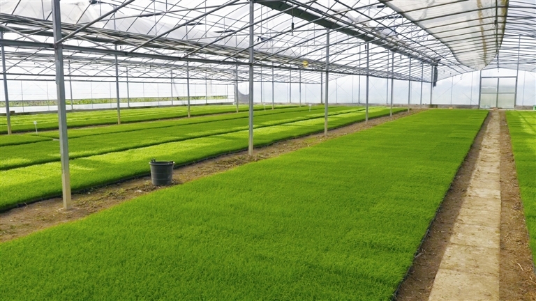 工厂化育秧助力春耕