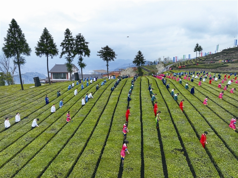 2023年五峰土家族自治县春茶开园节在渔洋关镇青岗岭万亩生态茶园举行