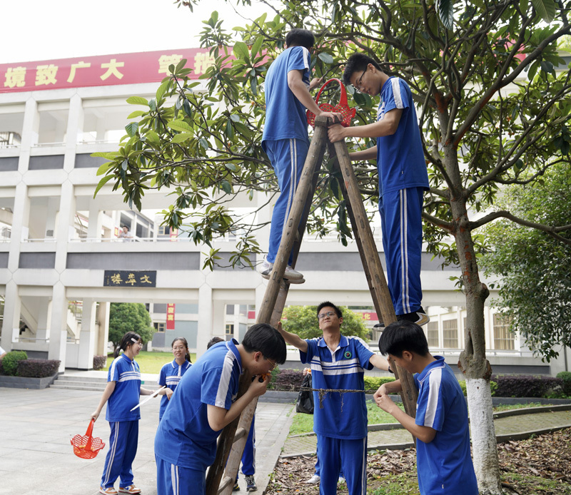 初夏枇杷黄,高考时光暖|枝江一中校园枇杷节甜蜜来袭