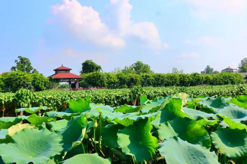 董市镇:农文旅融合发展 秀出乡村新名片 - 乡镇动态 - 枝江市人民政府