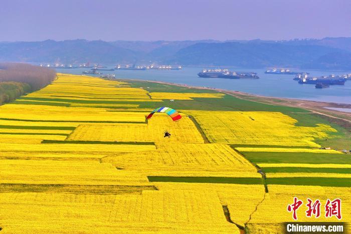 湖北枝江:千亩油菜花沿江盛开美如画 - 三峡宜昌网