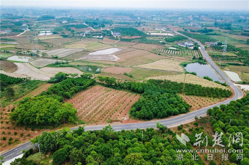 荆楚网枝江董市镇建设四好农村路助力乡村振兴