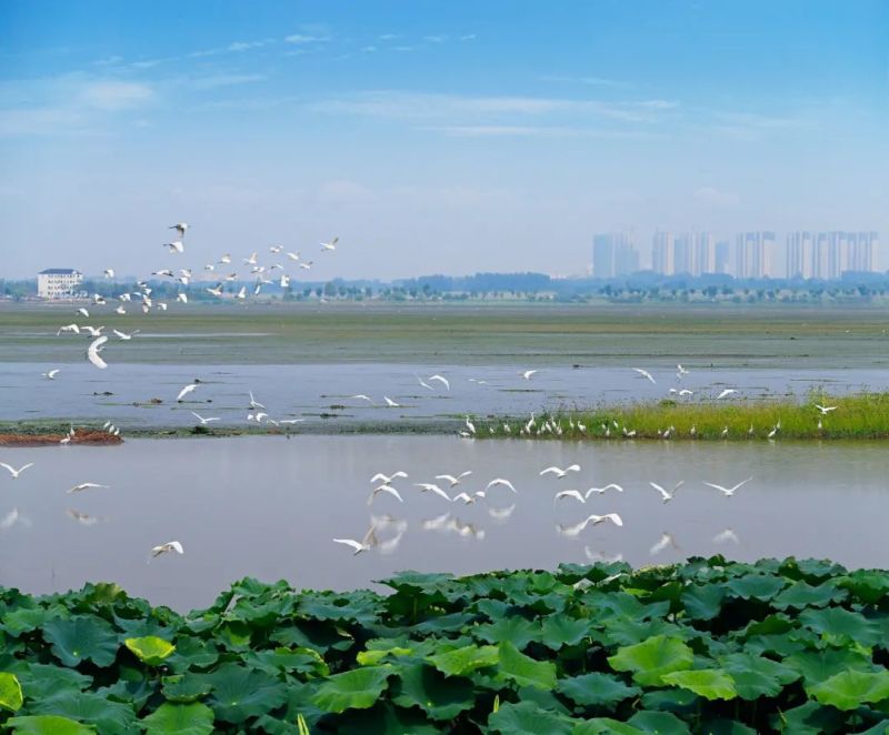 枝江天蓝蓝水清清